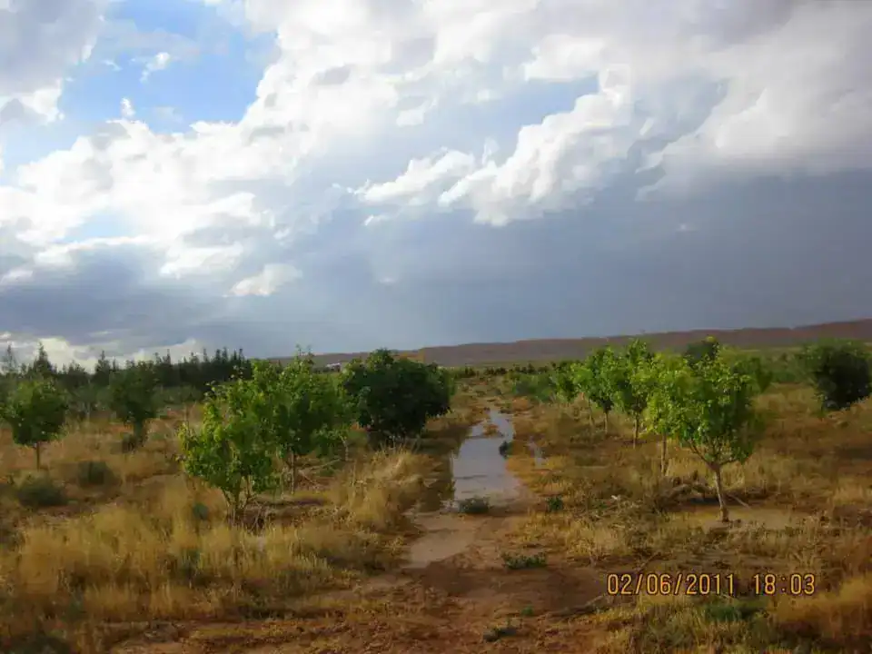 Baumpaten bei der Arbeit