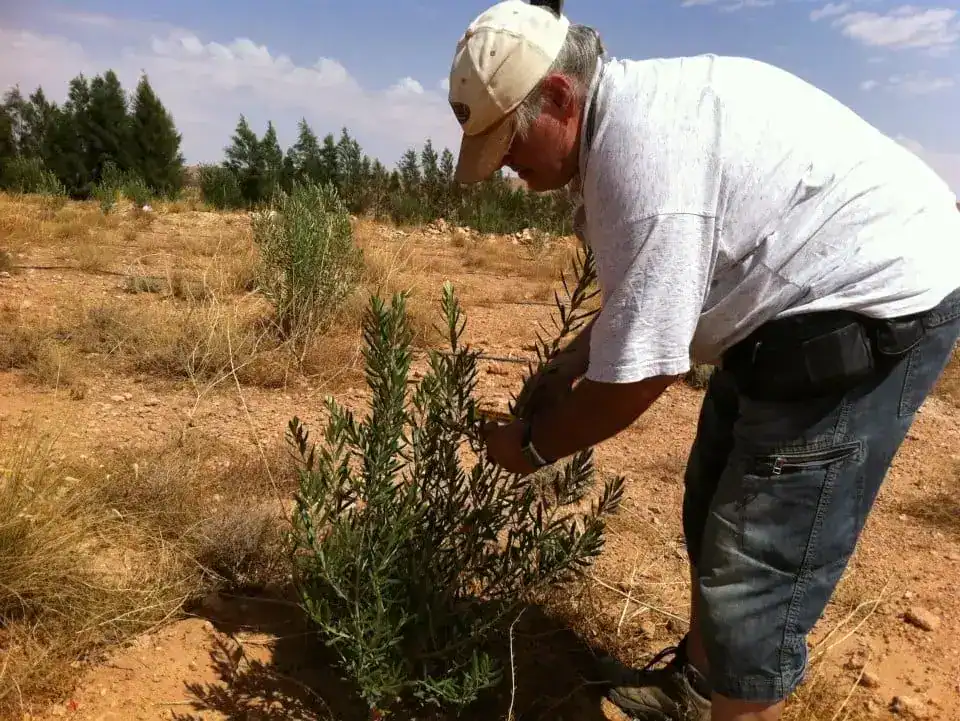 Joseph pflanzt einen Baum