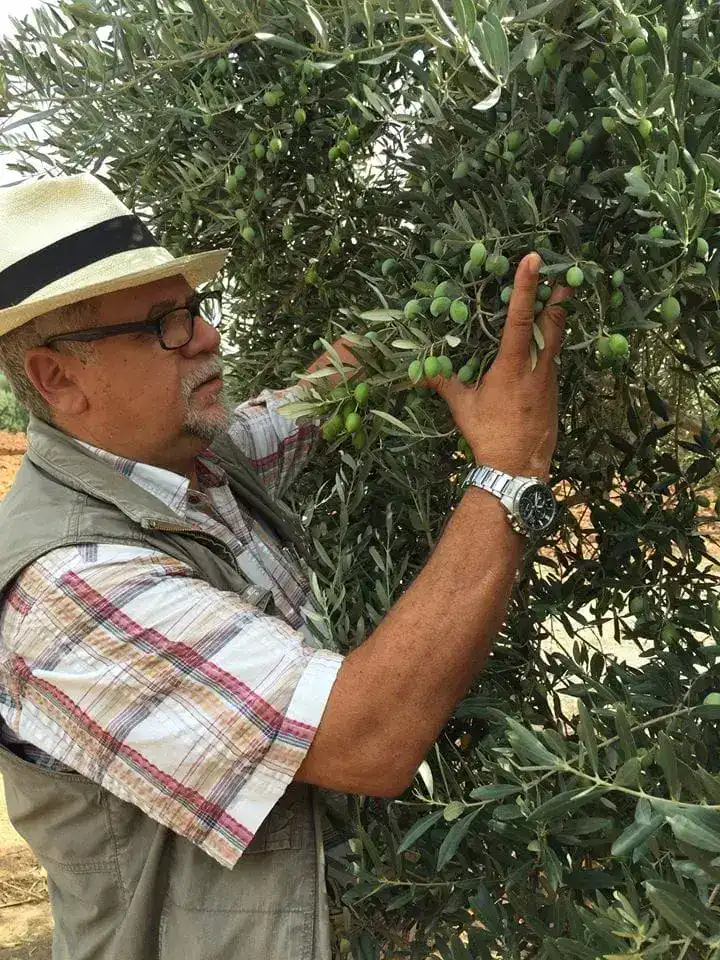 Alt: Mann prüft Oliven an einem Olivenbaum in warmem Sonnenlicht, nachhaltige Landwirtschaft.
