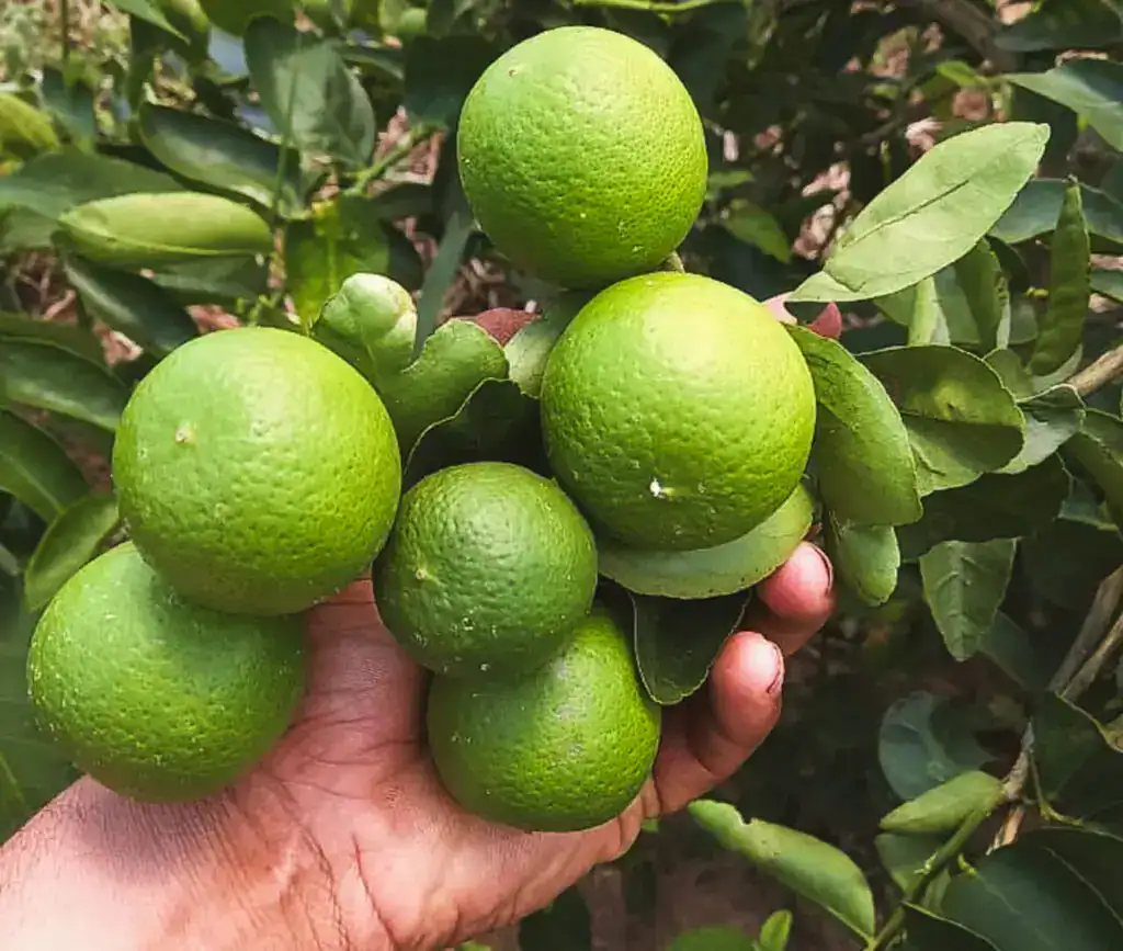 Saubere und nachhaltige Bewässerung im Wüstenbereich für umweltfreundliche Landwirte.