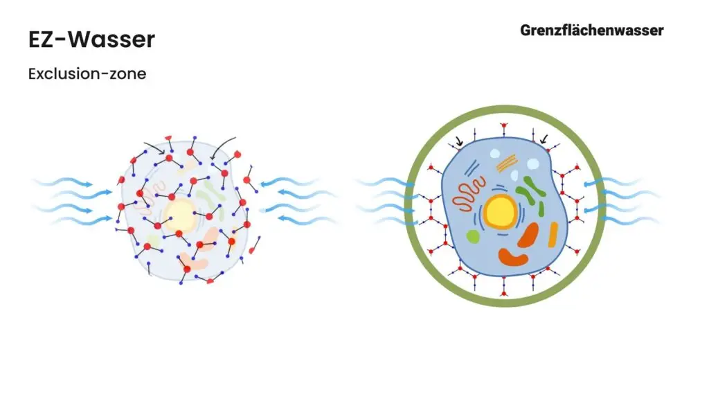 Diagramm zeigt Wasserreinigung durch Desert Greening.