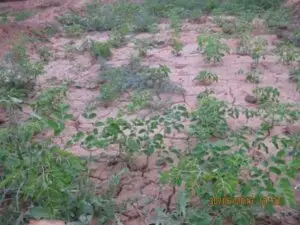 Wüstenbegrünung: Junge Pflanzen wachsen auf trockenem, gebrochener Boden in der Wüste.