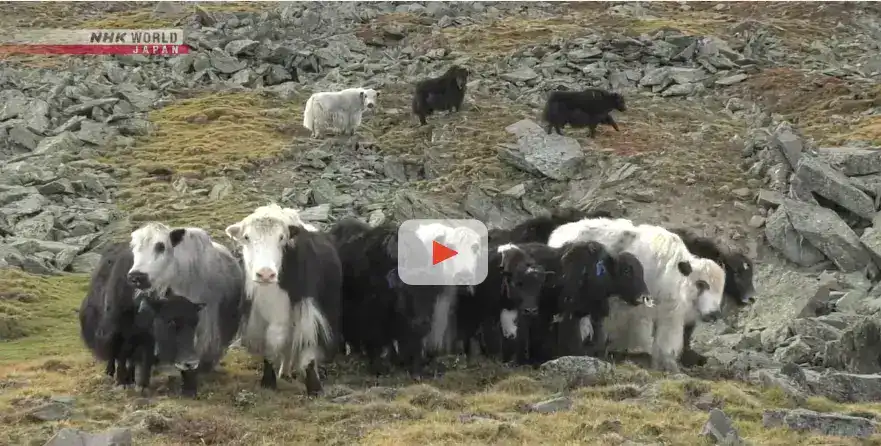 Kuhherde auf unebenem Gelände in bergiger Landschaft, nachhaltige Landwirtschaft, Natur, Tierhaltung.